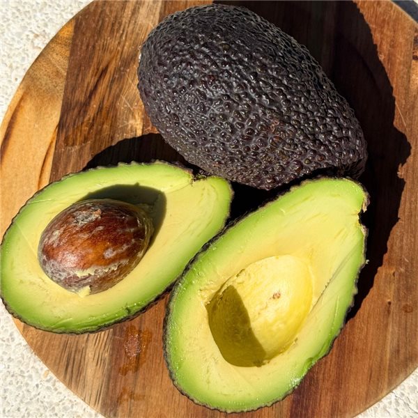 Avocat moyen-trasera