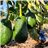 Avocats-detalle
