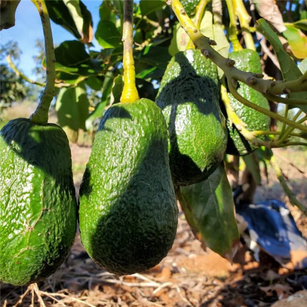 Avocats-detalle