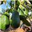 Avocats-lateral