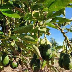 Aguacates