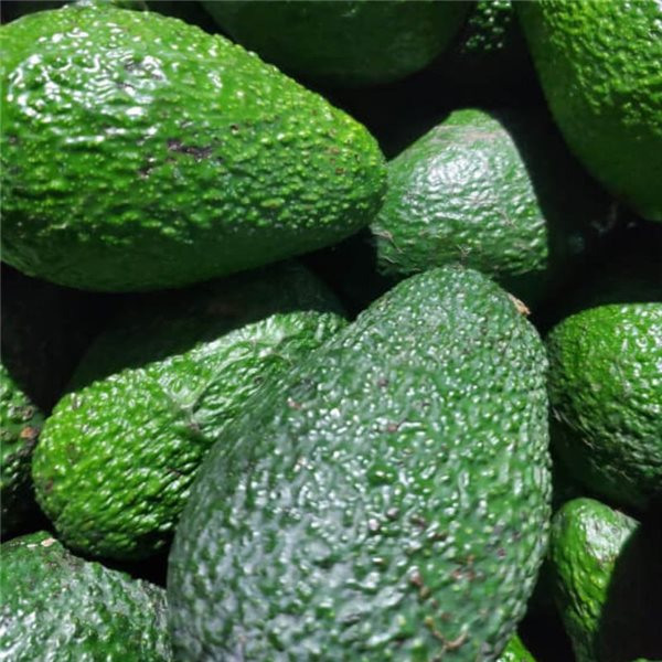 Avocats-trasera