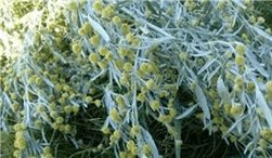 ABSINTHE ARTEMISIA BIO 30g  Tonique amer pour la digestion et la détoxification intestinale