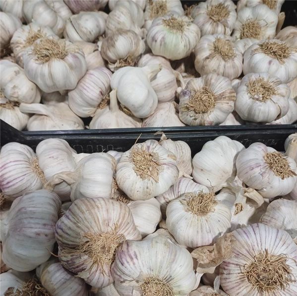 Dried garlic-detalle