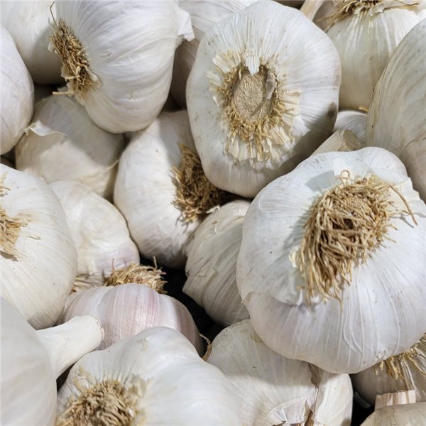 Dried garlic-izquierda
