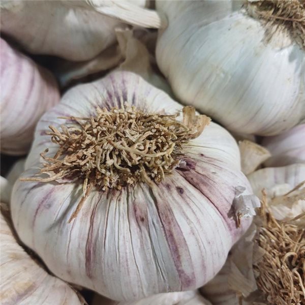 Dried garlic-lateral
