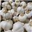 Dried garlic-trasera