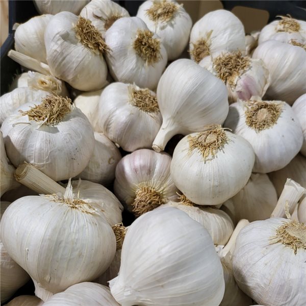Dried garlic-trasera