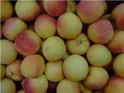 Abricot blanc 1/2 kilo