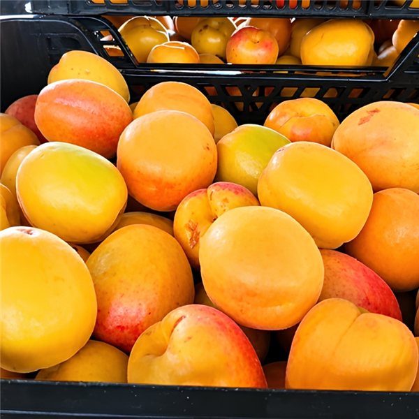 "Albarillos de Extremadura" Caja de 2kg-detalle