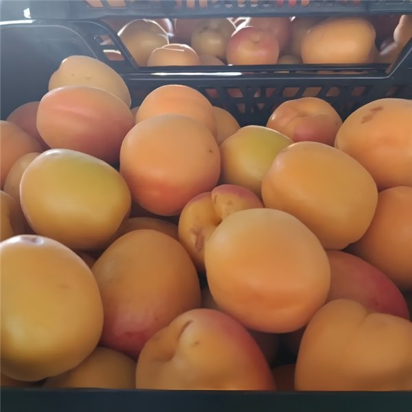 "Albarillos de Extremadura" Caja de 2kg-lateral