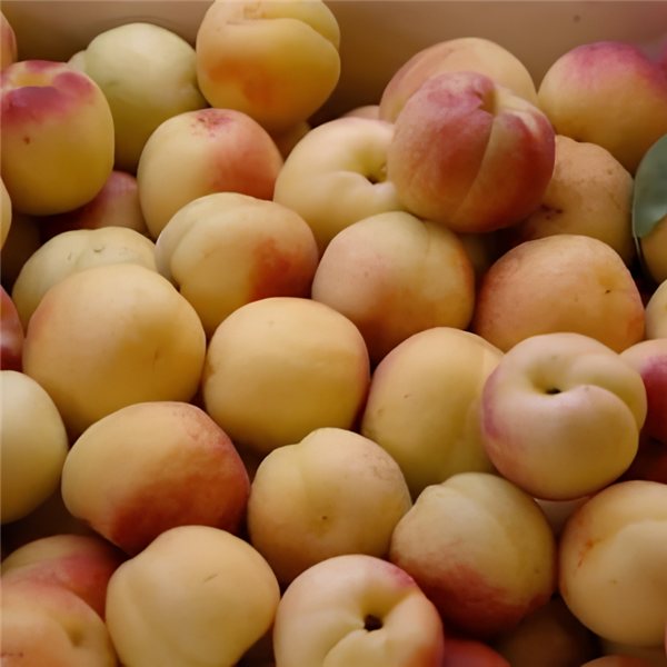 "Albarillos de Extremadura" Caja de 2kg-trasera