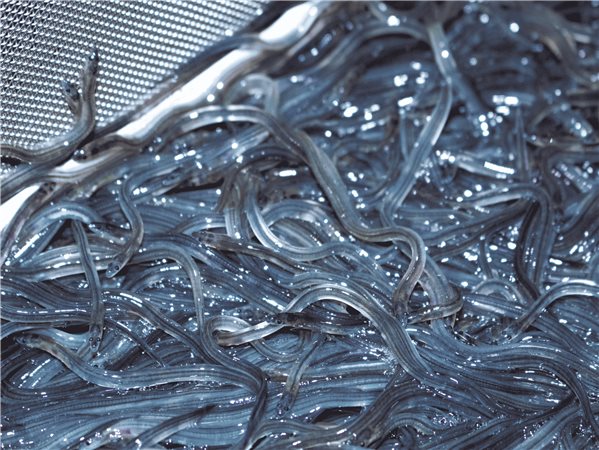 Angula Gallega del Río Miño-lateral