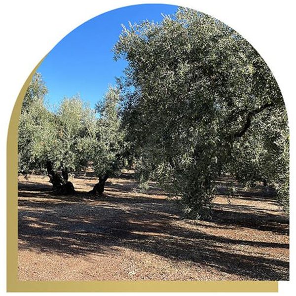 AOVE Picual ecológico Cosecha Temprana, Oleum Alcazaba-trasera