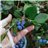 Mountain Blueberry-detalle