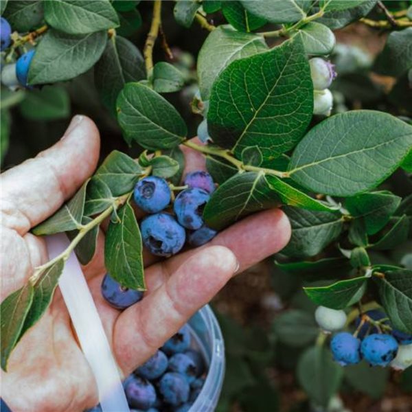 Mountain Blueberry-detalle