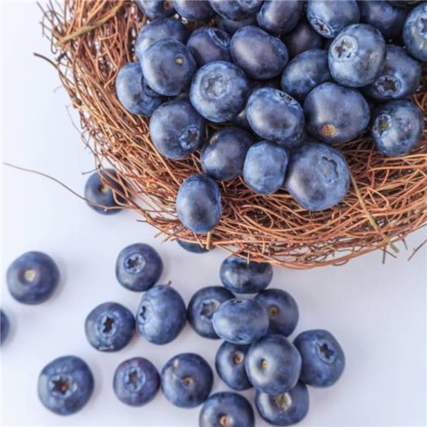 Mountain Blueberry-lateral