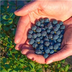 Mountain Blueberry