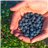 Mountain Blueberry