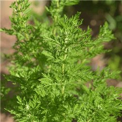 ARTEMISIA ANNUA BIO 30g Renforcement Immunitaire et Potentiel Antioxydant