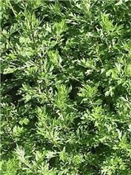 ARTEMISA VULGARIS BIO 30g Equilibrio del Ciclo Femenino y Confort Digestivo