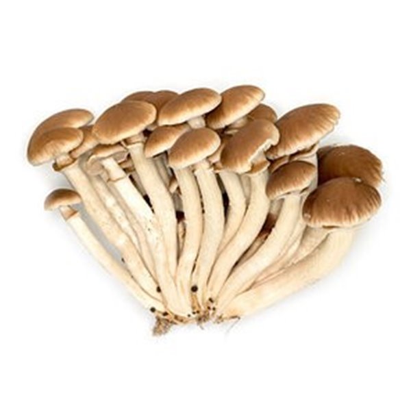 Bolet  Chopo-detalle