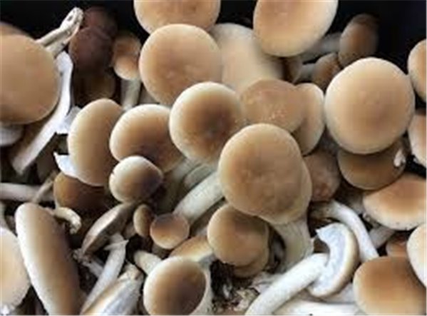 Bolet  Chopo-lateral