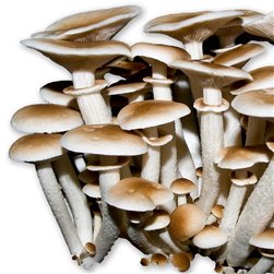 BOLETS