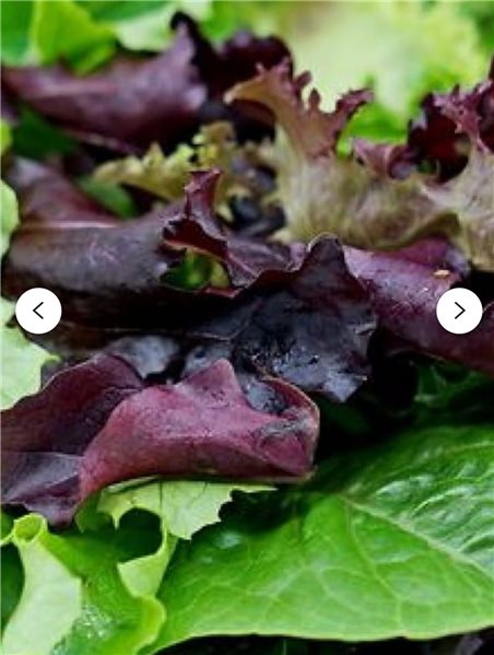 Sac à salade 500g-lateral