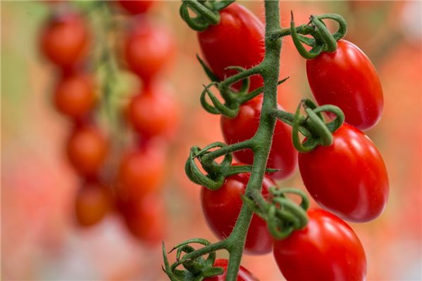 Beutel 500g Cherry Lobello-detalle