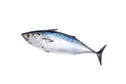 Bonito del norte  (kg)