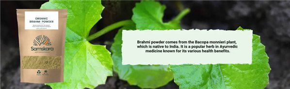 Brahmi en Polvo BIO - 100g-lateral