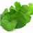 Brahmi en Polvo BIO - 100g-trasera