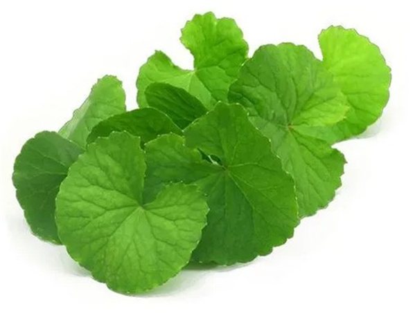 Brahmi en Polvo BIO - 100g-trasera