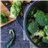 Broccoli unit (Only shipments to Madrid Community)-detalle