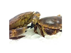 Buey de Mar 600/700grs