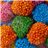 Burmar 1kg Crunchy Asteroiden Beeren.-detalle