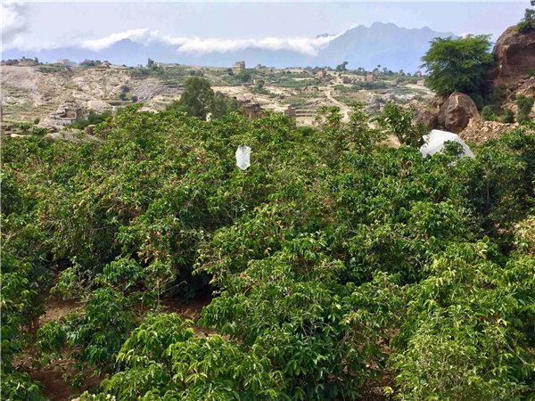Specialty Coffee from Burundi Tanganyka 500 gr-detalle