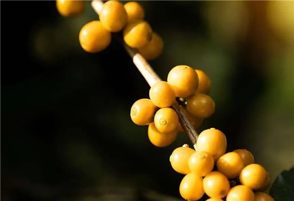 Café de Especialidad China Fuyan Edición Limitada 500 gr-izquierda