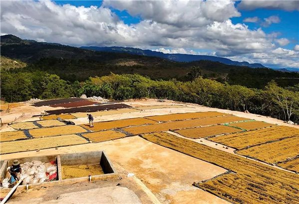 Café de Especialidad China Fuyan Edición Limitada 500 gr-trasera