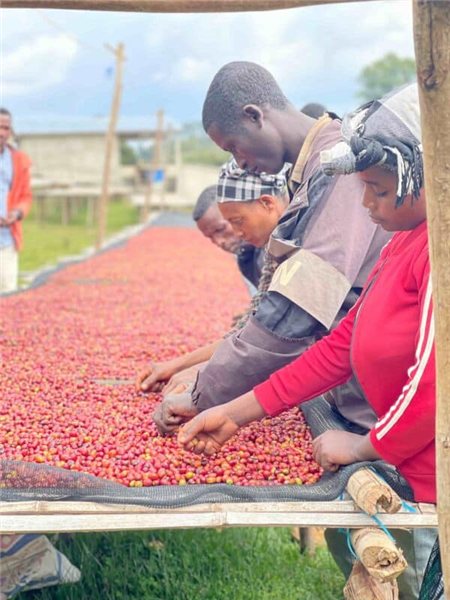 Café de Especialidad Etiopía Sirius Edición Limitada 500 gr-detalle