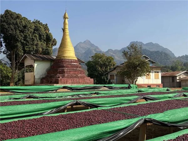 Café de spécialité Myanmar A Lel Chaung 500 gr-izquierda