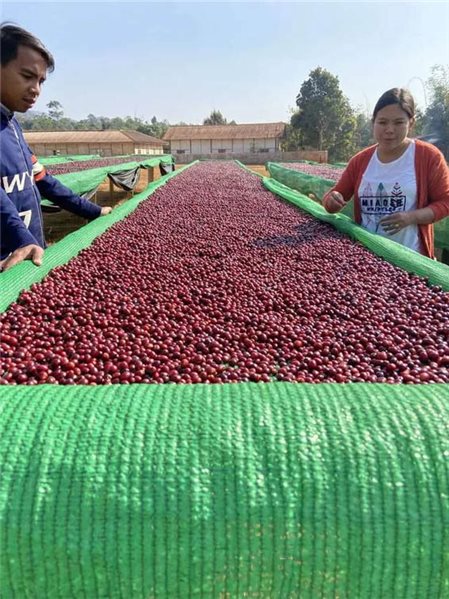 Café de spécialité Myanmar A Lel Chaung 500 gr-lateral