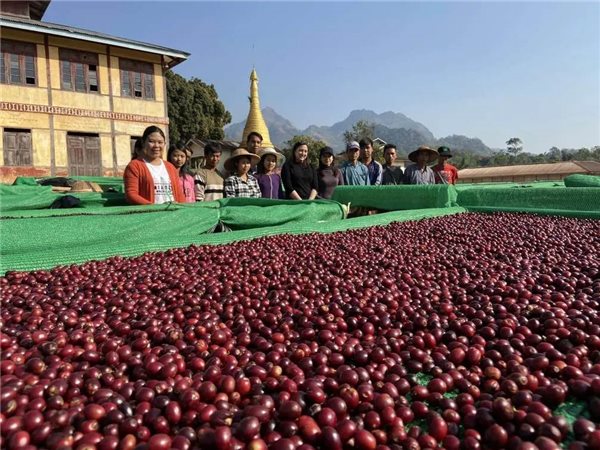 Café de spécialité Myanmar A Lel Chaung 500 gr-trasera