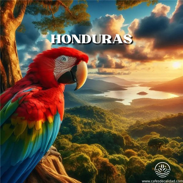 Café Gourmet Honduras se traduce al francés como "Café Gourmet Honduras". Los nombres propios suelen mantenerse igual en diferentes idiomas.-detalle