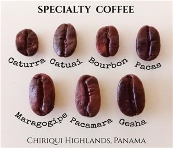 Café Especialidad de Panamá en Grano Colibrí Pacamara Natural-detalle