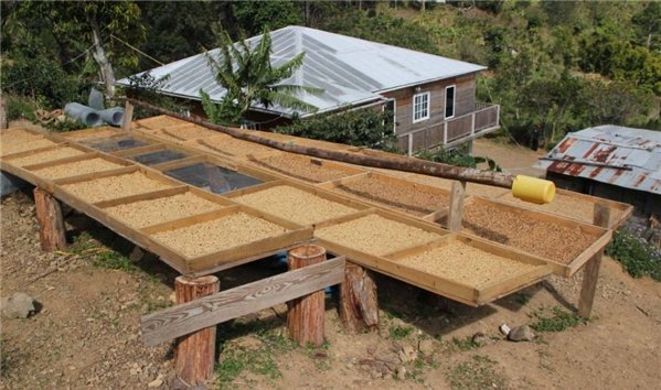 Jamaica Blue Mountain Coffee-detalle