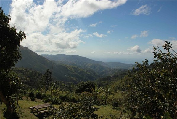 Jamaica Blue Mountain Coffee-lateral