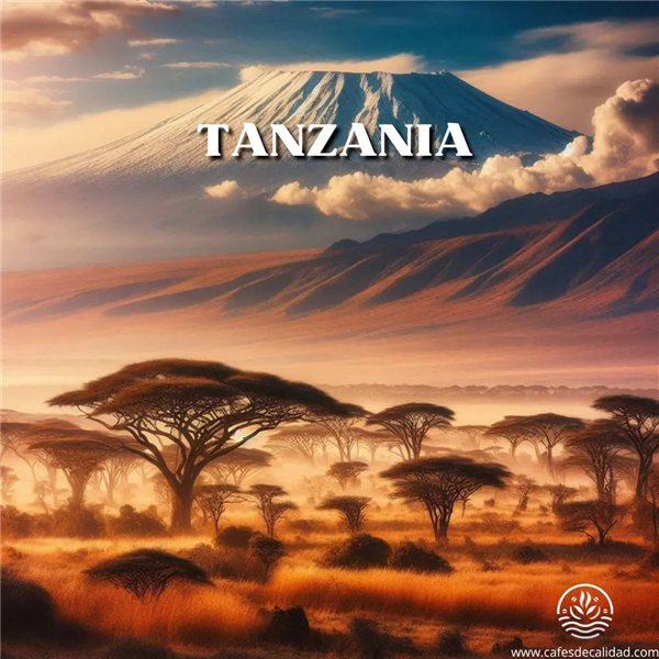 Café Tanzanie-detalle