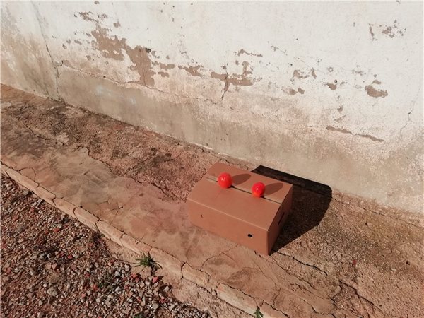 Caja de 10kg de Cakis de la variedad Rojo brillante, Cosecha popia-detalle